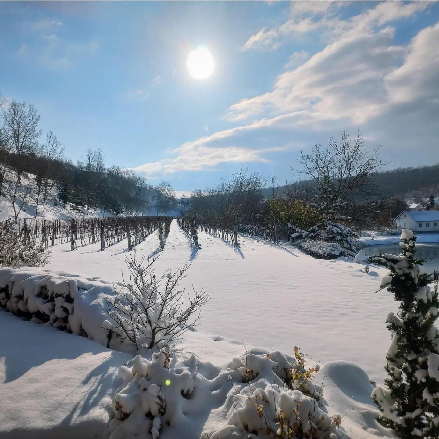 Penzion Ve Vinohrade Němčičky Extérieur photo