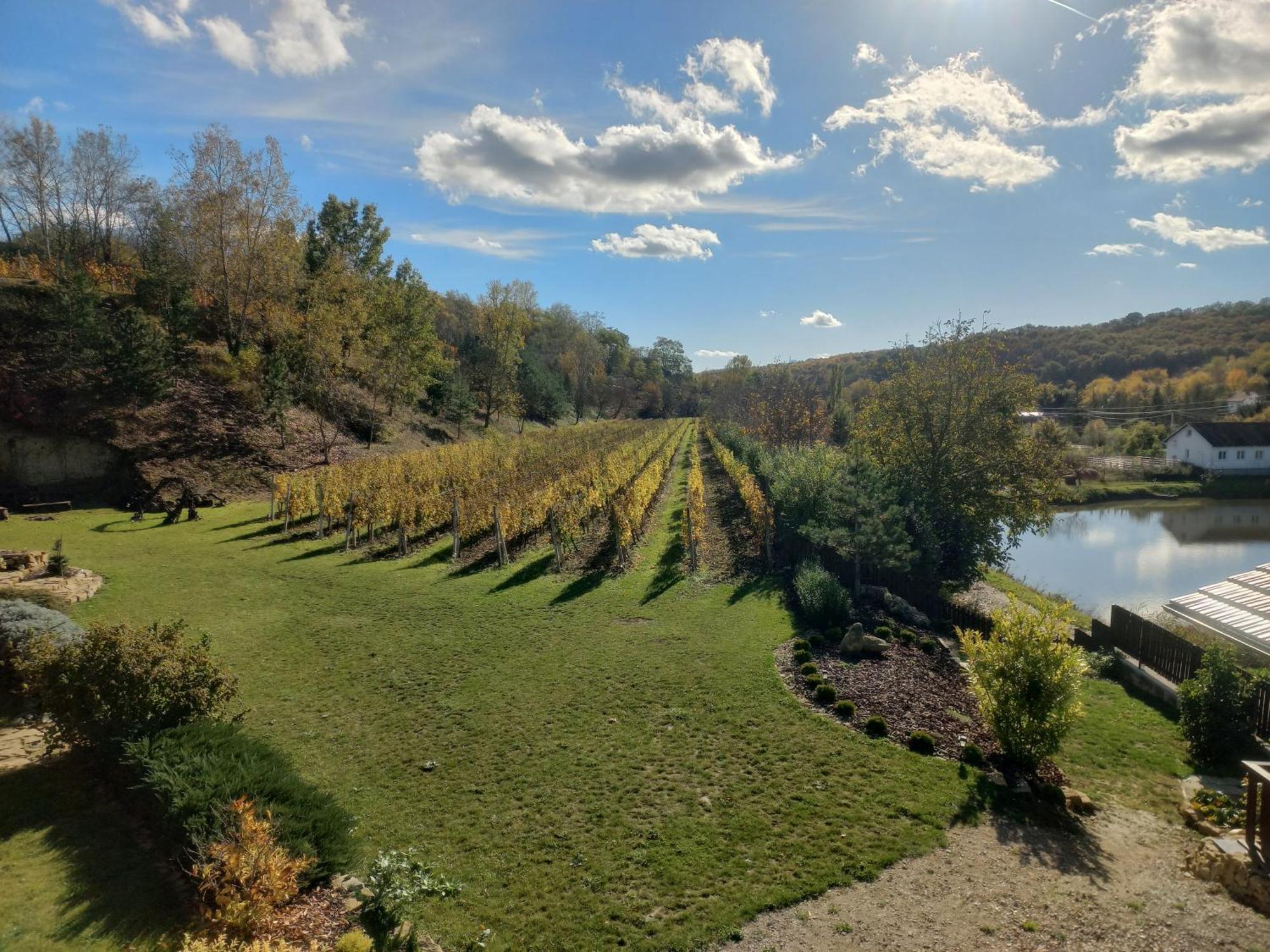 Penzion Ve Vinohrade Němčičky Extérieur photo
