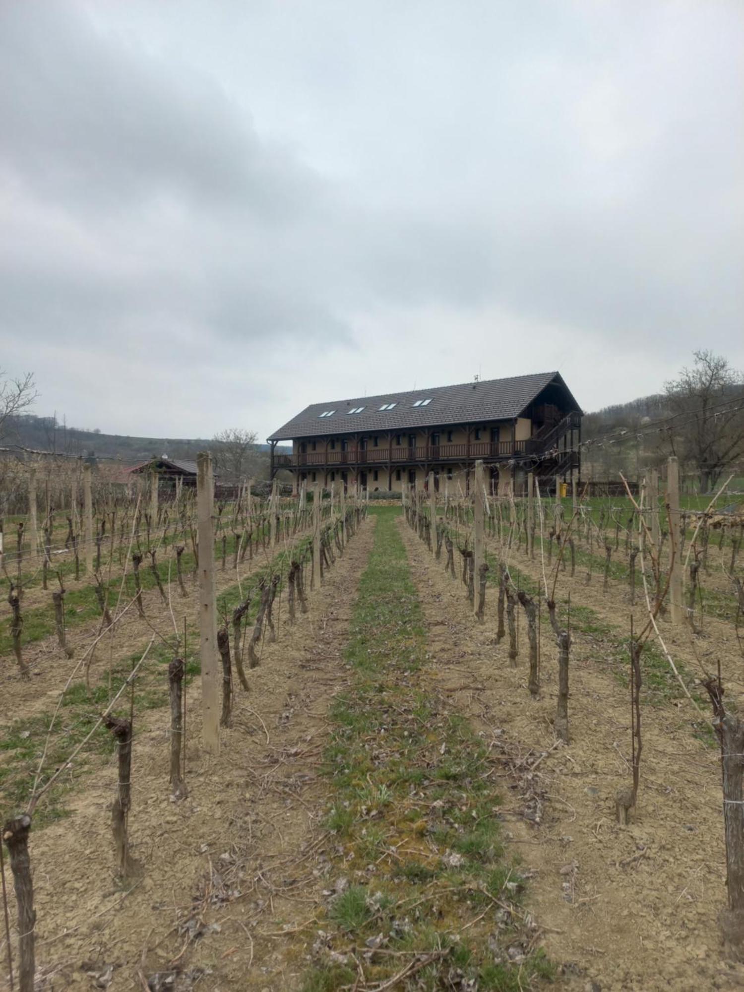 Penzion Ve Vinohrade Němčičky Extérieur photo